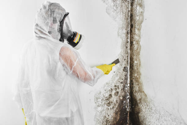 Environmental Consulting for Mold Prevention in Henderson, LA